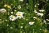 DSC_8059.thumb.JPG.4555510fc14154e8d671522a2a5e78c4.JPG