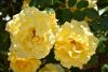 DSC_8060.thumb.JPG.e5eb0b46fbcc02689ae1b6a4105e6ed6.JPG