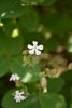 DSC_8065.thumb.JPG.bb8375204553f51f695e74f1357f4587.JPG