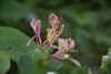 DSC_8067.thumb.JPG.6503f02bb46de489dcbd826cfd3ea9db.JPG