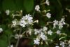 DSC_8068.thumb.JPG.bc05e5fa237ddb1ef312b508185d8c06.JPG