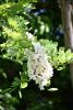 DSC_8070.thumb.JPG.109bcb4b650f6b51bd704db2decb9b84.JPG