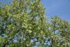 DSC_8078.thumb.JPG.a382291dc412889610872ac1496d1232.JPG