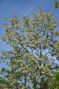 DSC_8079.thumb.JPG.a02170ac74fa57e68a4fa81714da1496.JPG