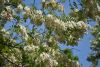 DSC_8082.thumb.JPG.9dbdd1d603764930f1f95d3763c6fbf9.JPG