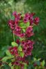 DSC_8084.thumb.JPG.11fadfd37110dfea5c76088236828a32.JPG