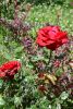 DSC_8087.thumb.JPG.36cb330438d504b18c89f15576ef3646.JPG