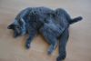 DSC_8096.thumb.JPG.bc7786128607541cccd69b2f4915a38b.JPG