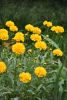 DSC_8132.thumb.JPG.a6e5ca3e8199fd49a396d91eba3b8b61.JPG