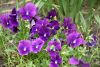 DSC_8134.thumb.JPG.3f750409a6c27d85f48edbab85d1360a.JPG