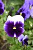 DSC_8141.thumb.JPG.25f408cf18aa79fdde2cc691198b3b4a.JPG