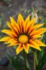 DSC_8143.thumb.JPG.b6496a81f169f8f4a02a8317c6772eef.JPG