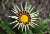 DSC_8145.thumb.JPG.2e5ae2e08f6736668c1423fc9a5a5053.JPG