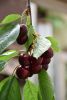 DSC_8151.thumb.JPG.b89e7b4a36fa3f6ce9e7e1a64956a60e.JPG