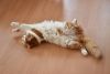 DSC_8165.thumb.JPG.8f2b00180acda2d6732b8c734897af11.JPG