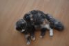 DSC_8170.thumb.JPG.b3d24cd7a4bd7d922b42f35bce24b36c.JPG