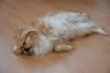DSC_8172.thumb.JPG.7f612eab22f4940bcce67e5a8e1ab15d.JPG