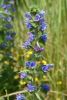 DSC_8301.thumb.JPG.7e98b58fdebd2a70c16659157cf7dfbd.JPG