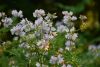 DSC_8315.thumb.JPG.7ac60f8bb98ac25f1e9128b2c73ed1ad.JPG