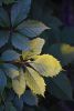DSC_8316.thumb.JPG.b2e39632a89f18734c75bb8fb4824bb5.JPG