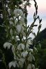 DSC_8353.thumb.JPG.af6238f9a6aaf90e6e0a4cc32d80f83a.JPG