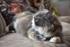 DSC_8488.thumb.JPG.5bbecd0246a052749cc82a05daa3a0cd.JPG