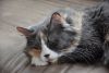 DSC_8520.thumb.JPG.90a62ac8a1f3e6a0ed6a4552ce899d7f.JPG