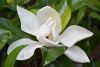 DSC_8525.thumb.JPG.9f675501ed123e41e9a4866334295828.JPG