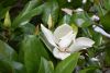 DSC_8526.thumb.JPG.686dde5ee4560be733940bfa5a56f41f.JPG