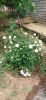 IMG-20220605-WA0002.thumb.jpg.e4fbb79f63356d0c47ec02e29db4b3ac.jpg