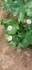 IMG-20220605-WA0008.thumb.jpg.6dcd9563426eb2518be2e18c1de2a4fa.jpg