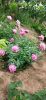 IMG-20220605-WA0012.thumb.jpg.cde72dc2cf9343942597c6c524c4a51a.jpg