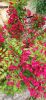 IMG-20220605-WA0020.thumb.jpg.1fe2bf7ba500627cb6e900de96e3cbf9.jpg