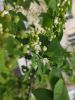 IMG_20220512_093923.thumb.jpg.aa994222fec72922af0053d30be5288b.jpg