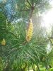 IMG_20220531_163359.thumb.jpg.7a89ecd2f1a3a4362efa25313dbbf934.jpg