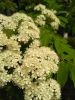 IMG_20220601_135404.thumb.jpg.8f168b2e8debb36ac7d3715cad4297e6.jpg