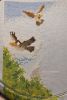 IMG_20220603_132520.thumb.jpg.4593bf2fa5e1f351405a3915c4120ad5.jpg