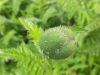 IMG_20220605_120051.thumb.jpg.f3dcdbdabeceaf1d25d48bd25d9c6a18.jpg