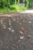 IMG_20220605_152016.thumb.jpg.6f247545cda7b5a85c68012fdd597909.jpg
