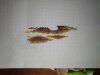 IMG_20220606_160528.thumb.jpg.d594ce835ea3a9d1f9eb01f5ed10e1be.jpg