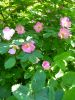 IMG_20220609_072359.thumb.jpg.d9ac0879ece1a5cd2c37ecba6592c5ec.jpg