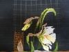 IMG_20220610_161738.thumb.jpg.c9fda973664ba5710b46fd4b7989f06a.jpg