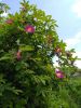 IMG_20220612_114434.thumb.jpg.1b19988e92a820c03c03b15cfd613751.jpg