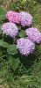 IMG_20220613_130225.thumb.jpg.5c742669714f778f4683d33141a12d22.jpg