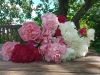 IMG_20220613_143524.thumb.jpg.f116720dd898bcc7cdc4c67633cfb02d.jpg