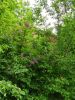 IMG_20220618_152354.thumb.jpg.a37eddb40a0db23d97b921882cb7937c.jpg