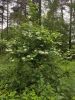 IMG_20220619_151843.thumb.jpg.77ab10608ebbaa1a8f9b3a50af77b4e6.jpg