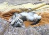 IMG_2229.thumb.jpg.9daee8aabb8fa9d39bf96aec700e44c8.jpg