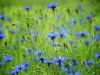 cornflowers-5236076_1920.thumb.jpg.0e9eb9ea2a8865c0a822ba69fdb91427.jpg