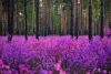 flower.thumb.jpeg.b65a0a081cd477f468cf15616c1611c0.jpeg